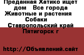 Преданная Хатико ищет дом - Все города Животные и растения » Собаки   . Ставропольский край,Пятигорск г.